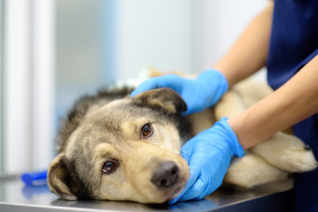 Zvieratá v lete môžu trpieť horúčavami rovnako tak, ako ľudia. Opýtali sme sa veterinára, čo robiť, aby sme ich ochránili.