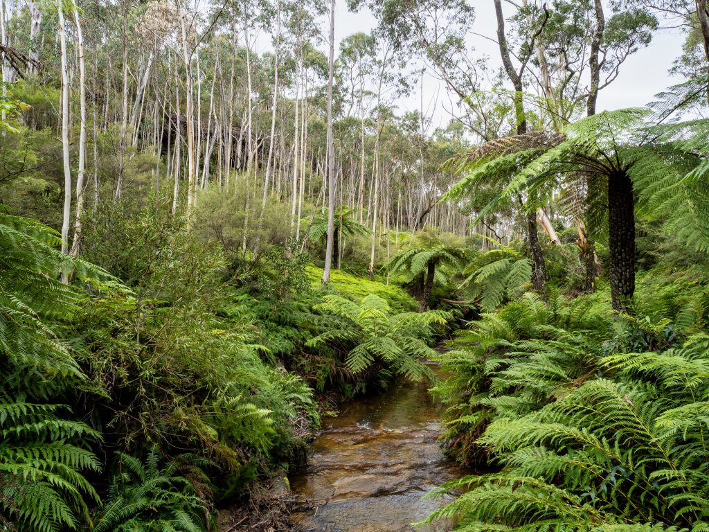 Dendrocnide moroides, známa aj ako gympie-gympie je obávaná rastlina, ktorej popŕhlenie spôsobuje asi najhoršiu bolesť, čo človek môže zažiť. 