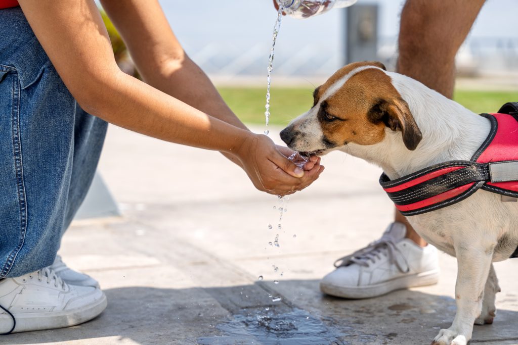 Zvieratá v lete môžu trpieť horúčavami rovnako tak, ako ľudia. Opýtali sme sa veterinára, čo robiť, aby sme ich ochránili.