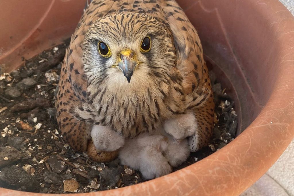 Slovákom sa na balkónoch zahniezdil sokol myšiar