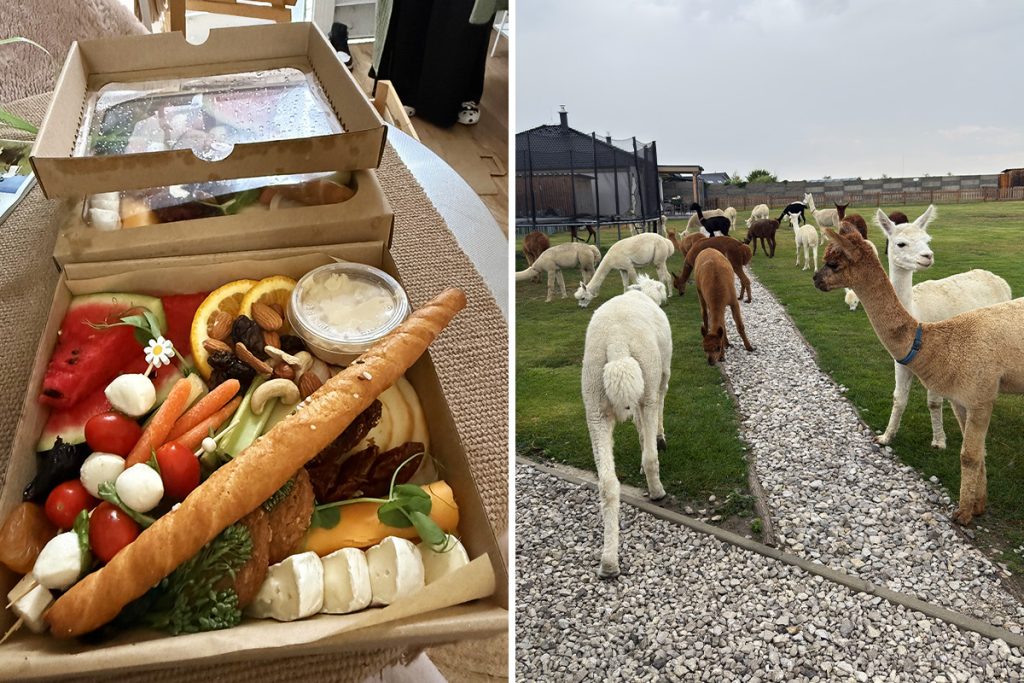 Bite&Byte farma brunch s alpakami