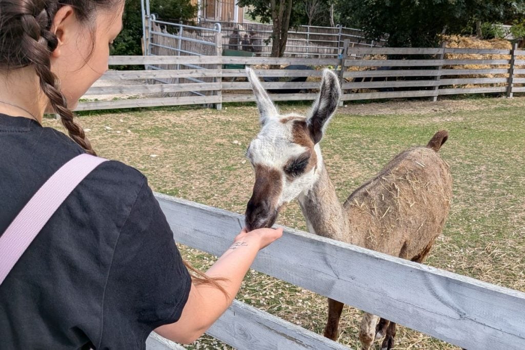 Navštívili sme kontaktnú zoo hodinu a pol od Bratislavy. Zvieratká ti budú jesť priamo z ruky