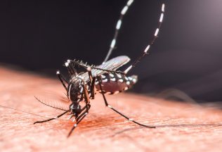 komáre chikungunya ľudia európa otepľovanie
