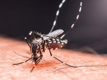 komáre chikungunya ľudia európa otepľovanie