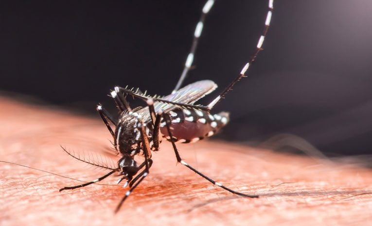 komáre chikungunya ľudia európa otepľovanie