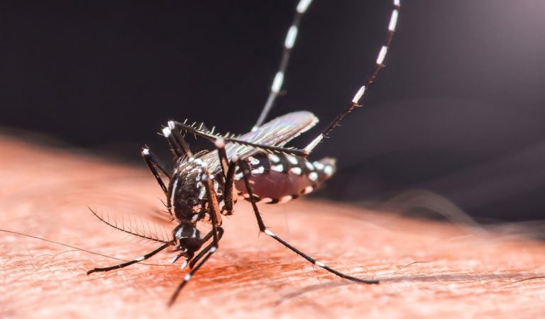 komáre chikungunya ľudia európa otepľovanie