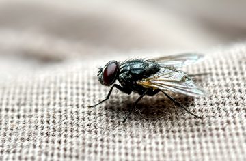 Vletia aj cez sieťku a už sa ich nezbavíš. Máme pre teba triky, ako sa zbaviť múch a komárov za pár centov