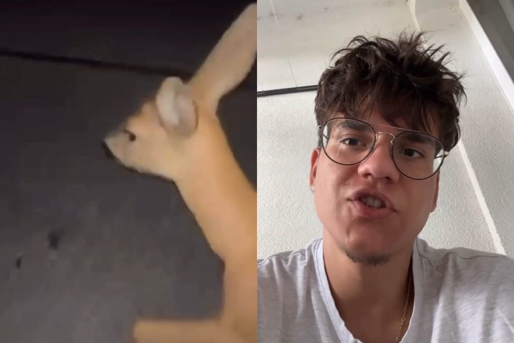 Roderik, jeden zo skupiny mladých ľudí, ktorí majú na svedomí týranie zrazenej srnky prehovoril v príbehoch na Instagrame.