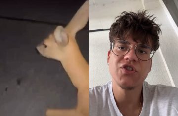 „Nafúkal som pol promile a išiel na políciu.“ Účastník ohavného útoku na srnku opísal detaily incidentu