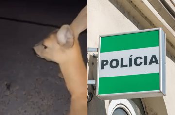 „Má rožok väčšiu cenu ako utrpenie živého tvora?“ pýtajú sa nahnevaní Slováci. Príspevok polície o vyšetrovaní útoku na srnku vyvolal vášne