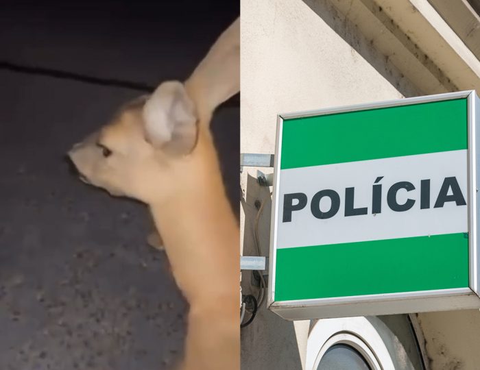 „Má rožok väčšiu cenu ako utrpenie živého tvora?“ pýtajú sa nahnevaní Slováci. Príspevok polície o vyšetrovaní útoku na srnku vyvolal vášne