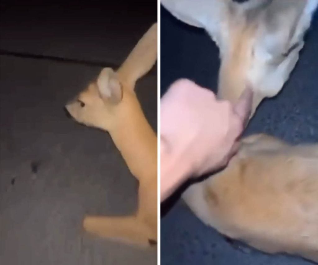 Slovenskými sociálnymi sieťami koluje šokujúce video, v ktorom zrazená srnka čelí kopancom od partie mladíkov. Internet hľadá páchateľov.