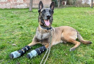 Animal Prosthetics ortézy protézy zvieratá psy dikobraz cap