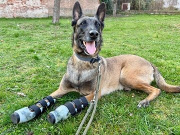 Animal Prosthetics ortézy protézy zvieratá psy dikobraz cap