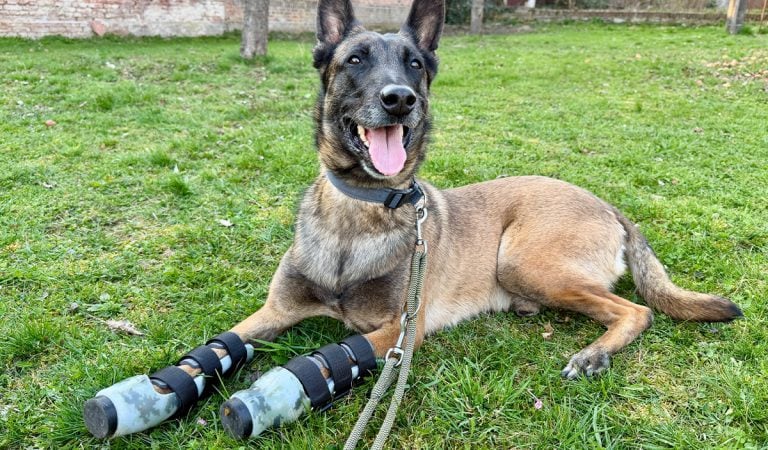 Animal Prosthetics ortézy protézy zvieratá psy dikobraz cap