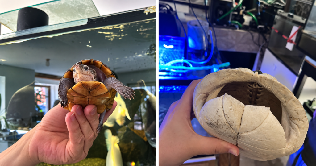 300 exotických zvierat pri rodinnom dome. Navštívili sme Monsterfish Asylum, kde pirane drvia keramiku a krokodíly zjedia aj zrazeného daniela