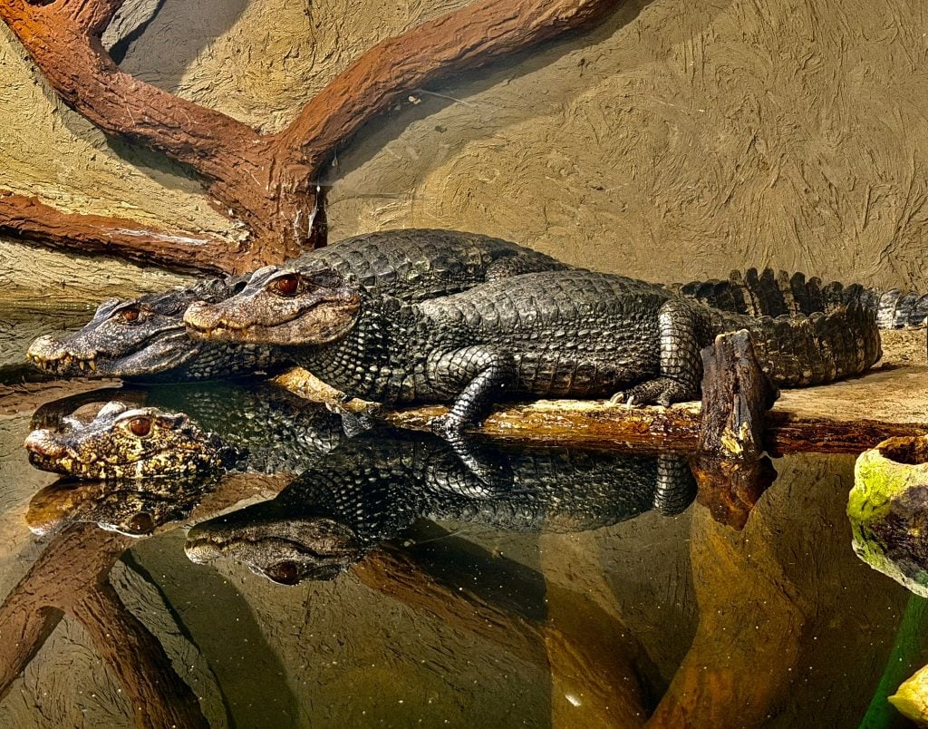 300 exotických zvierat pri rodinnom dome. Navštívili sme Monsterfish Asylum, kde pirane drvia keramiku a krokodíly zjedia aj zrazeného daniela