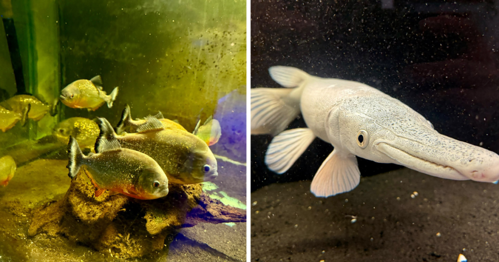 300 exotických zvierat pri rodinnom dome. Navštívili sme Monsterfish Asylum, kde pirane drvia keramiku a krokodíly zjedia aj zrazeného daniela