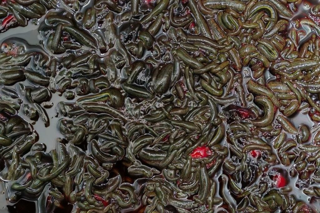 pijavice Slovensko chov