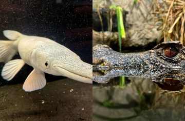 300 exotických zvierat pri rodinnom dome. Navštívili sme Monsterfish Asylum v Stupave, kde pirane drvia keramiku a žijú prehistorické korytnačky