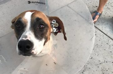 Internetom kolujú fotky psíkov s gombíkmi našitými na ušiach. Nejde o ďalší hlúpy Gen Z trend, vysvetľujú veterinári