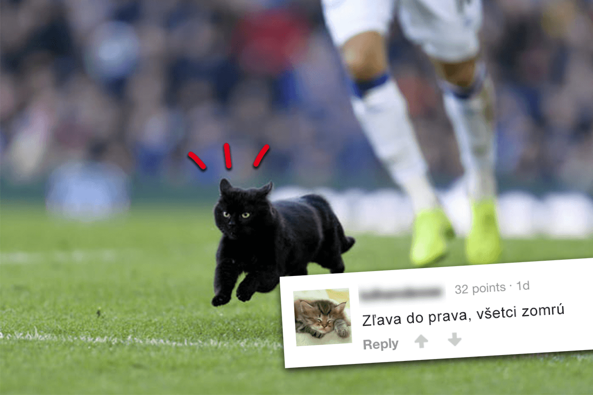 www mladá čierna mačička