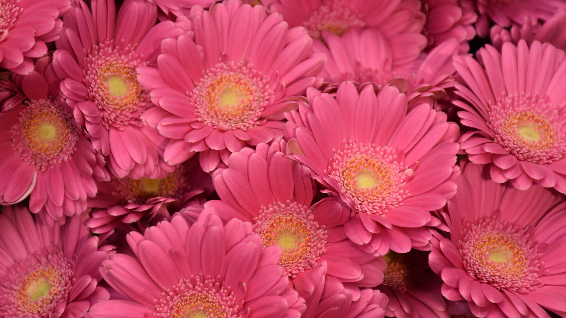 Otestuj sa: Uplatnil by si sa so svojimi znalosťami o kvetoch v kvetinárstve?