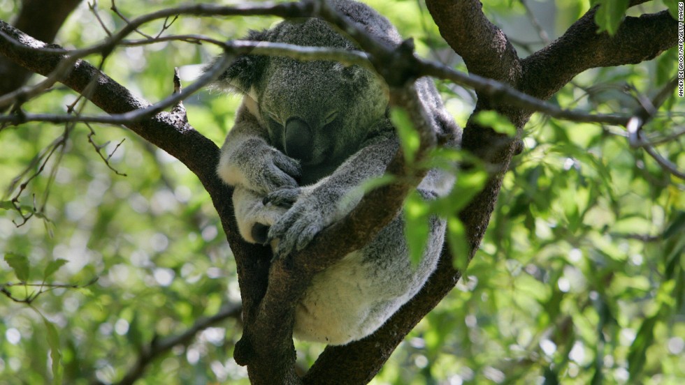 Lenivá koala ušla zo ZOO. Komická poloha, v ktorej ju našli hovorí za všetko.