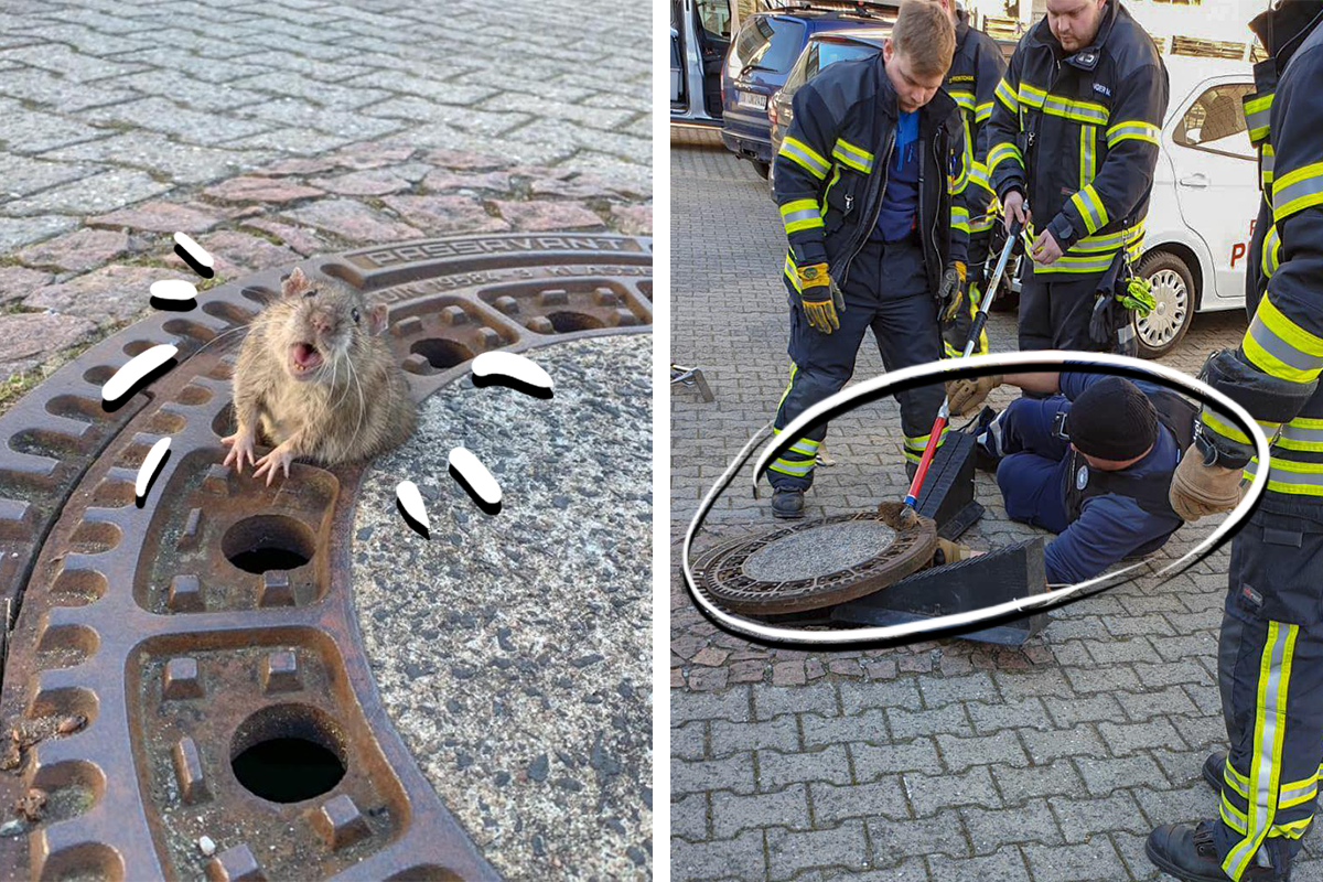 Tučný potkan sa zasekol v kanáli: Na fotkách z jeho záchrany sa budeš smiať ešte týždeň