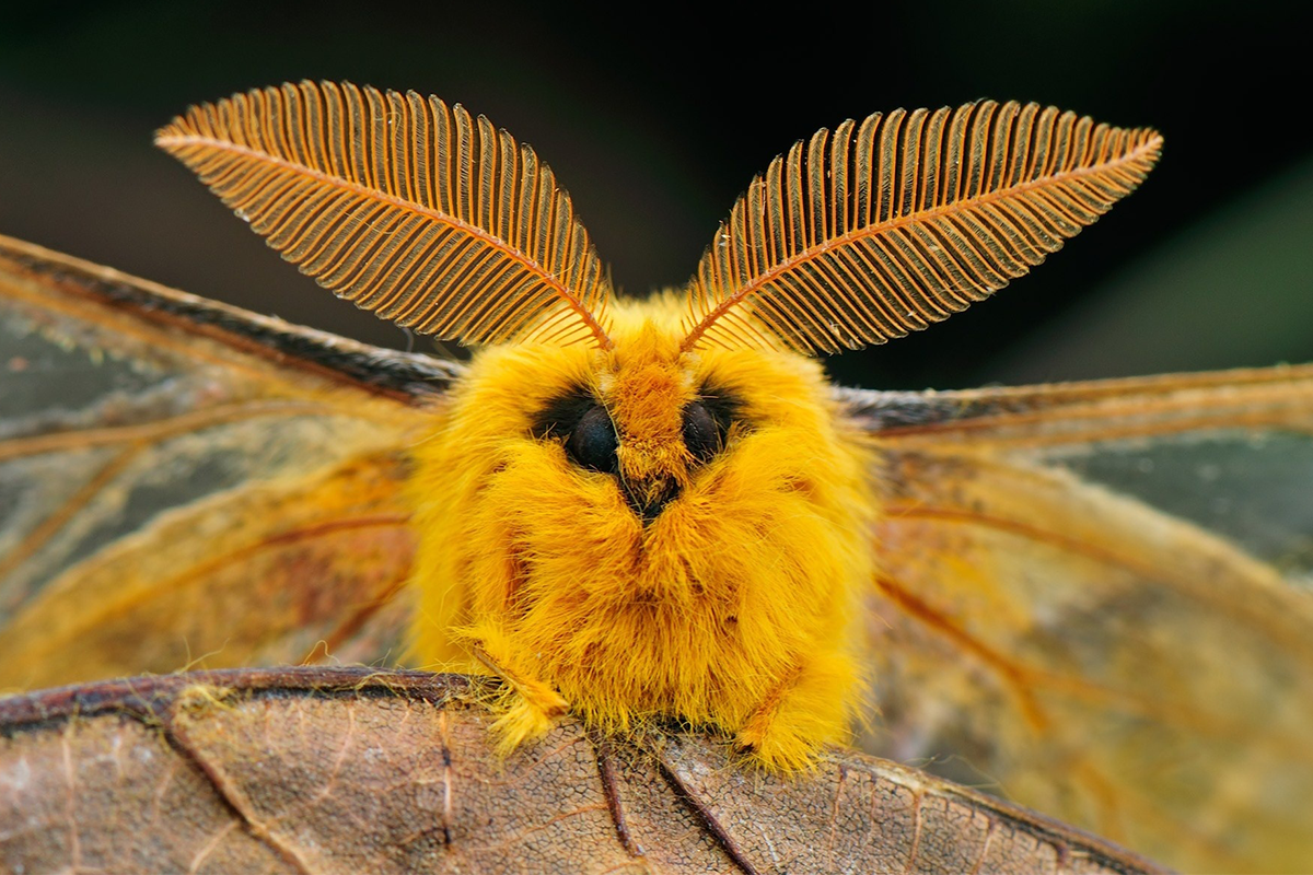 Rozkošné chrobáky, ktoré zmiernia tvoju nenávisť voči hmyzu
