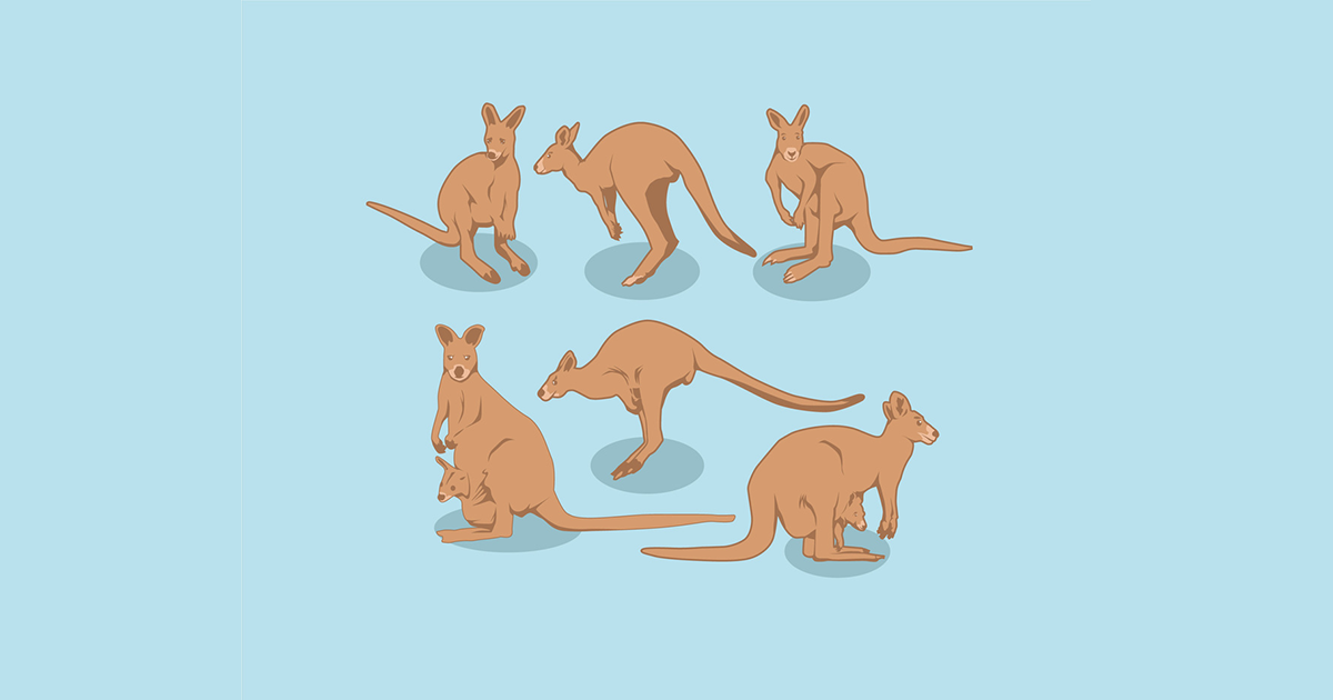 Útulok pre divé zvieratá prišiel so super vychytávkou: Video kŕmenia malých kengúr vás dostane!
