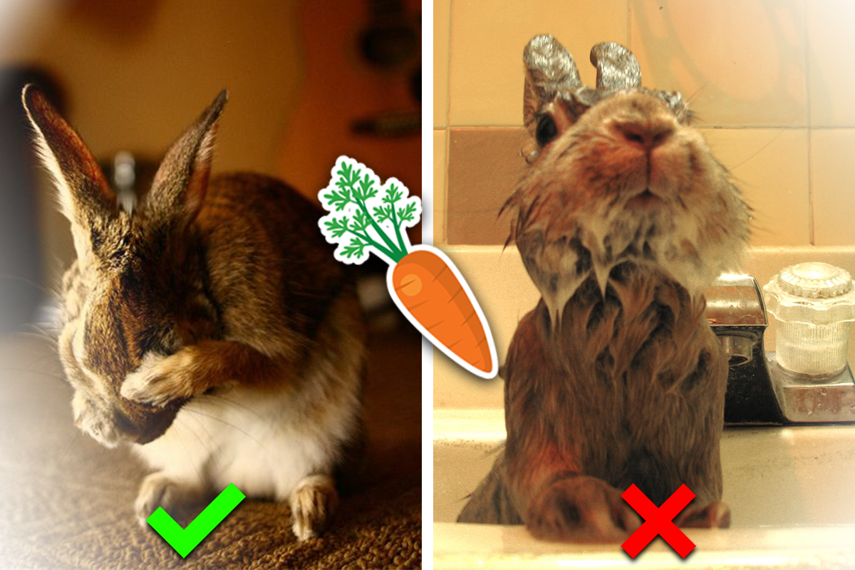 12 najväčších mýtov o králikoch: Je načase, aby sme im konečne prestali veriť