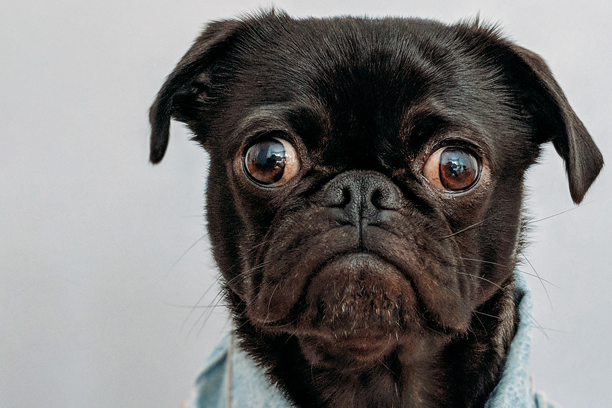 15 obrázkov rozkošných psíkov, ktoré vám svojimi výrazmi tváre rozžiaria deň