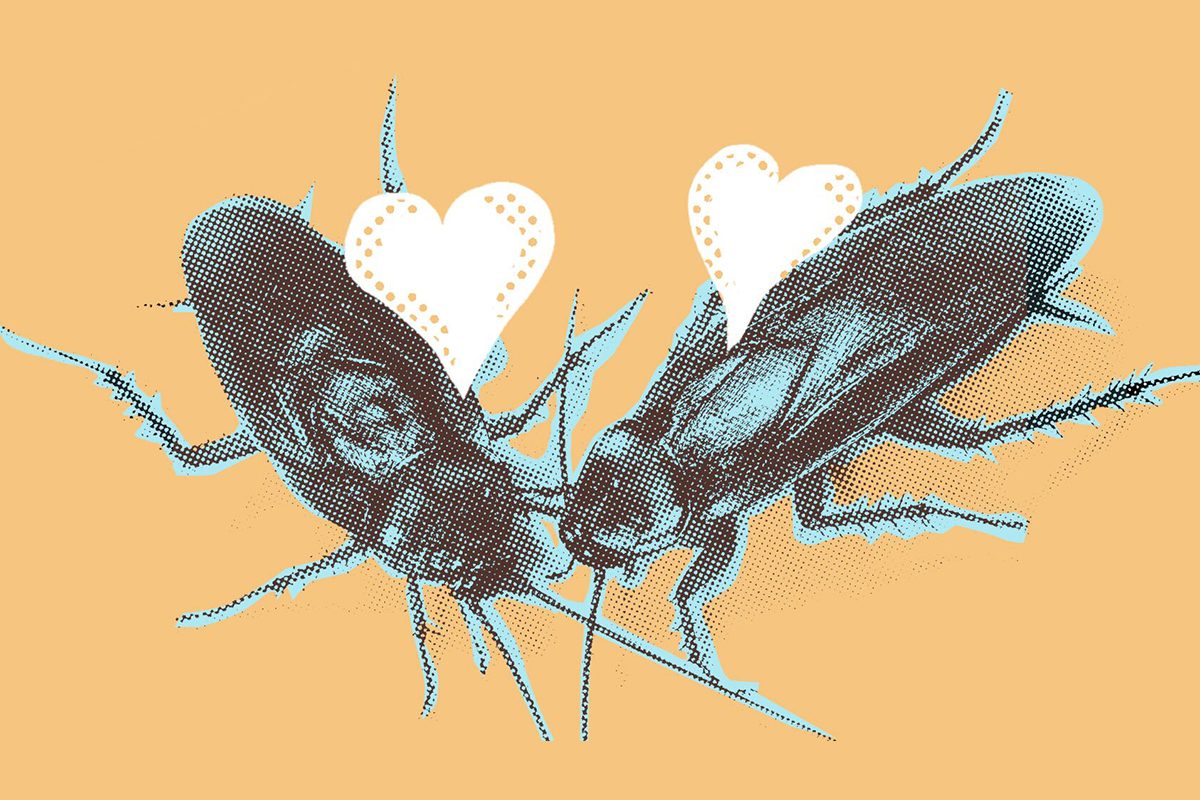 Valentínsky špeciál pre nezadaných: Pomenuj švába po svojom ex partnerovi!