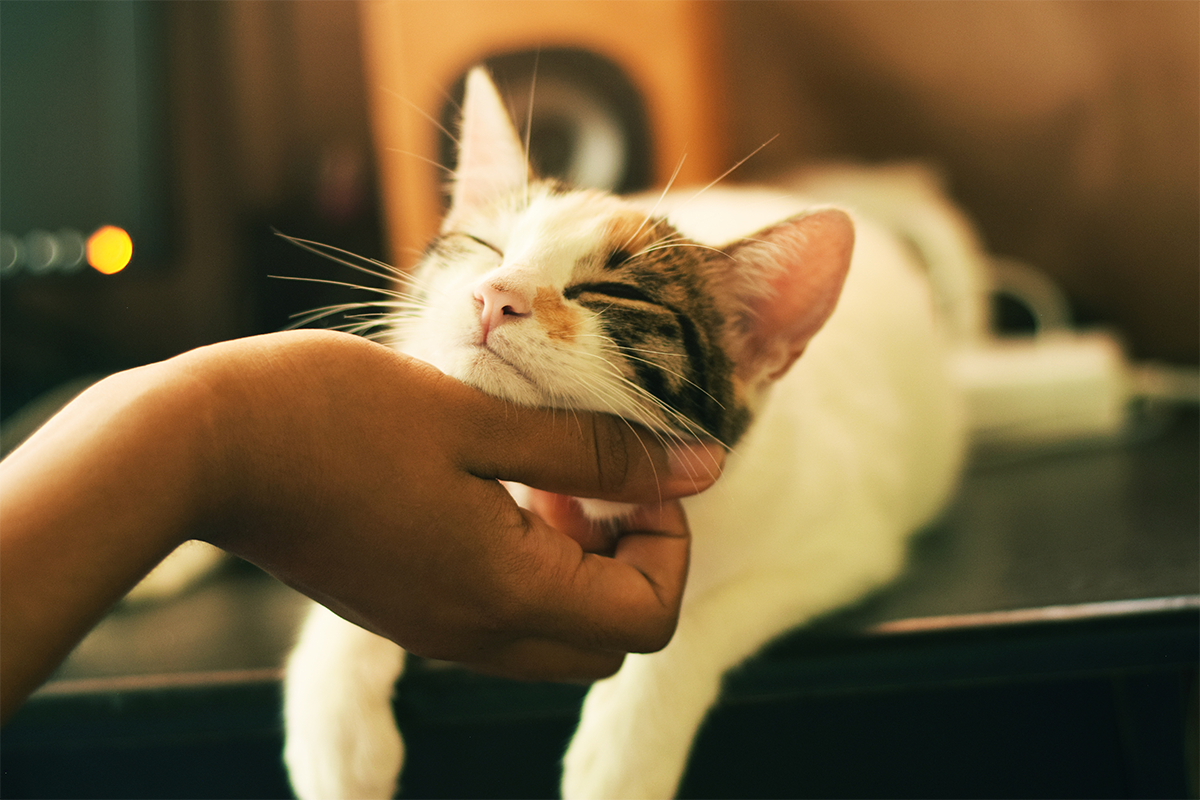 20 fotiek, ktoré dokazujú, že láska medzi mačkou a človekom je veľmi silné puto
