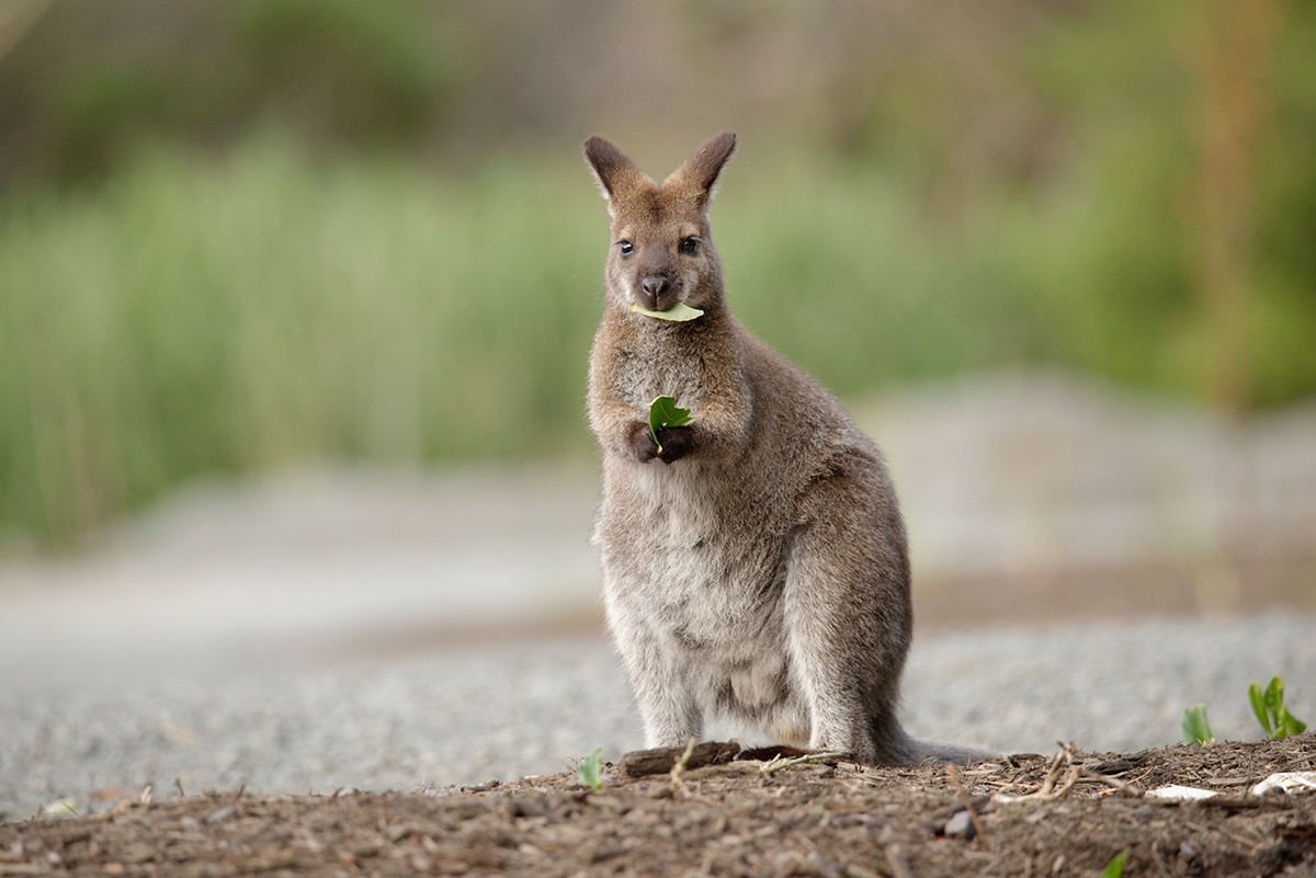 Spojené kráľovstvo má problém s kengurami vo voľnej prírode. Aké nepôvodné druhy môžeš stretnúť u nás?