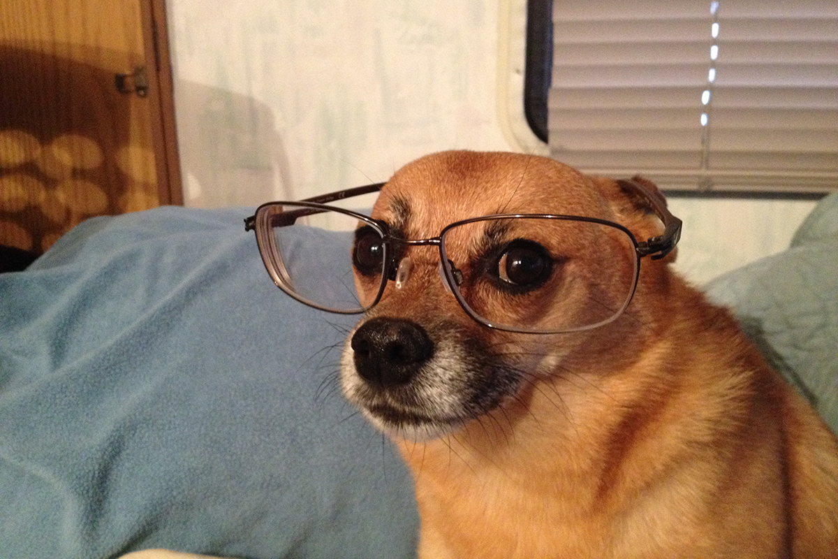 Psia modelka pomáha svojej paničke predávať okuliare. Výsledkom sú komické fotky