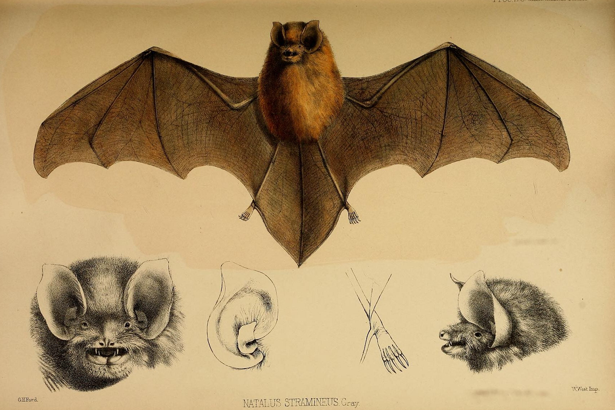 Vedci spravili manikúru ohrozenému druhu netopierov. Aký to malo účel?