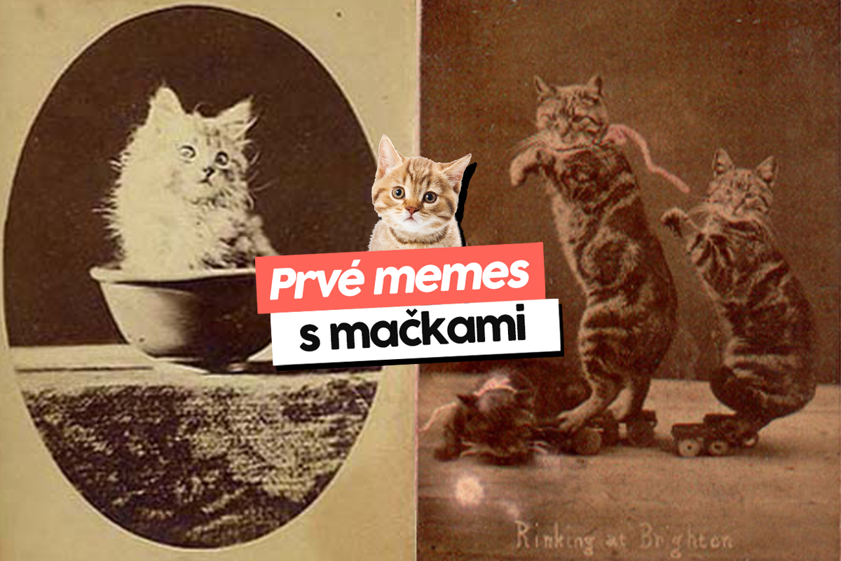 Myslíš si, že memes s mačkami sú internetová exkluzivita? Zdá sa, že tu boli už pred 150 rokmi!