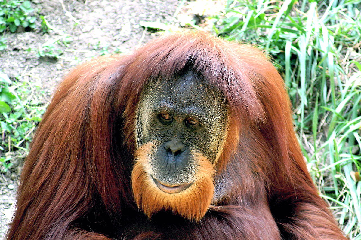 Orangutan, ktorému súd udelil štatút osoby, našiel nový domov
