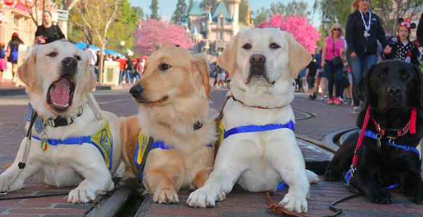 Tieto fotky psích pomocníkov v Disneylande ti zlepšia deň