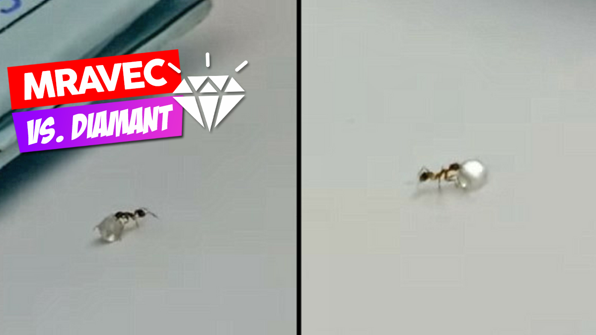 Virálne zábery ukazujú maličkého mravca ako zlodeja diamantov!