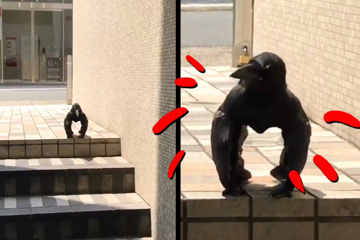 Optická ilúzia zrodila crowillu - zviera, ktoré je kombináciou vrany a gorily