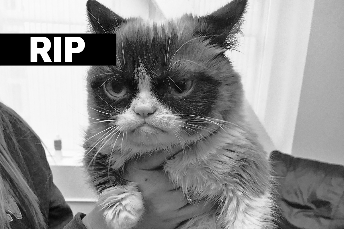 Grumpy cat zomrela! Legendárna zamračená mačička už nie je medzi nami