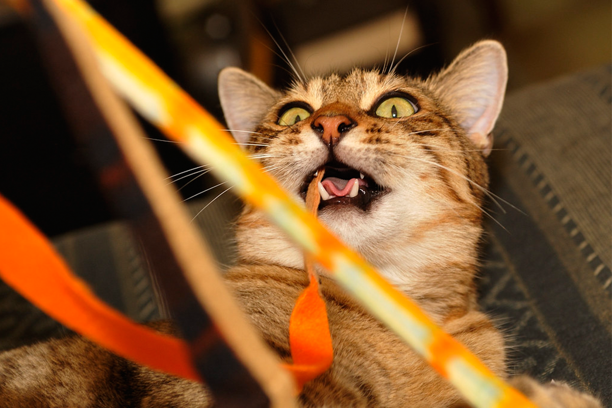 20 zábavných fotiek, ktoré vás presvedčia, že život s mačkou nie je žiadna nuda