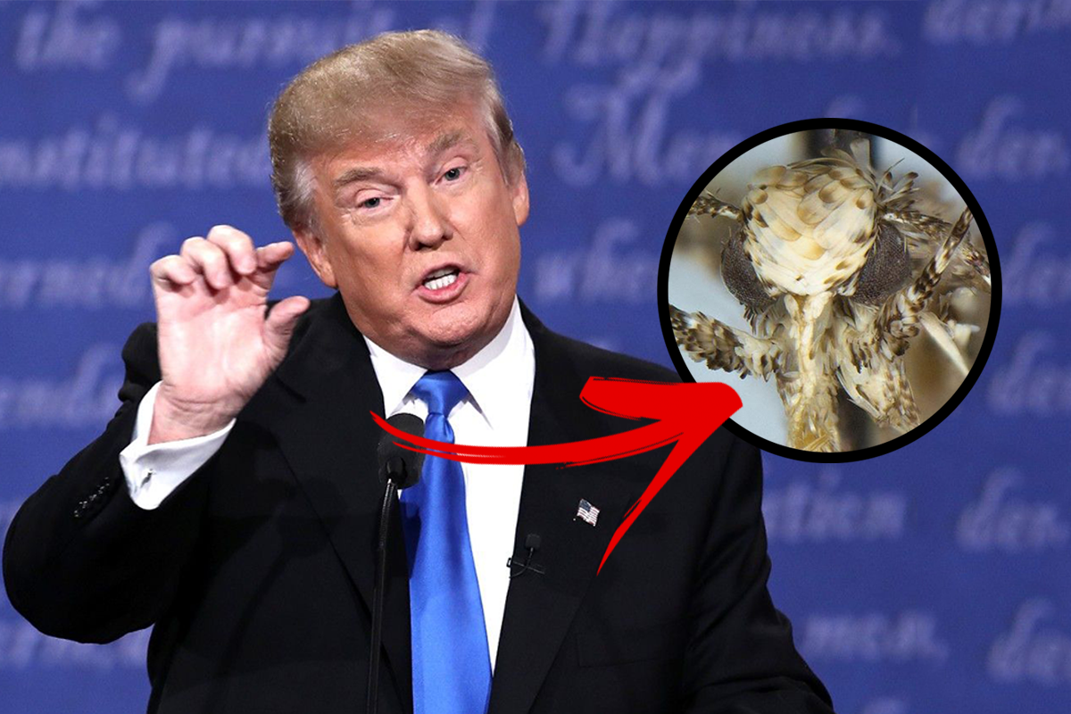 Vedci pomenovali nový druh mole s blond „vlasmi“ a malými genitáliami po Donaldovi Trumpovi