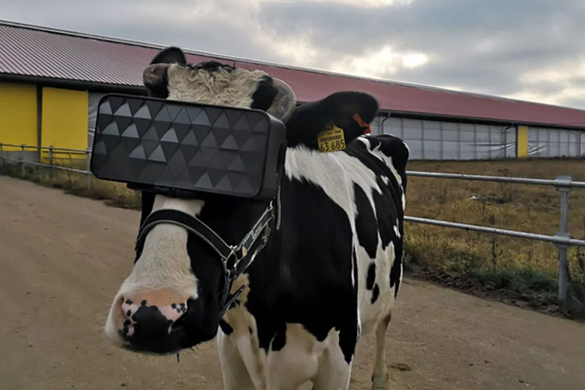 Rusko testuje virtuálnu realitu pre kravy