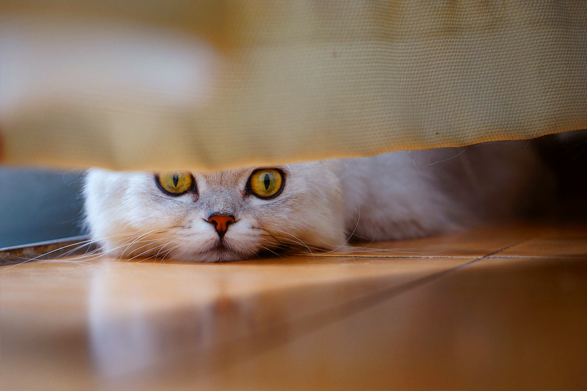 Vtipný experiment ti ukáže, akým úzkym otvorom sú mačky schopné preliezť