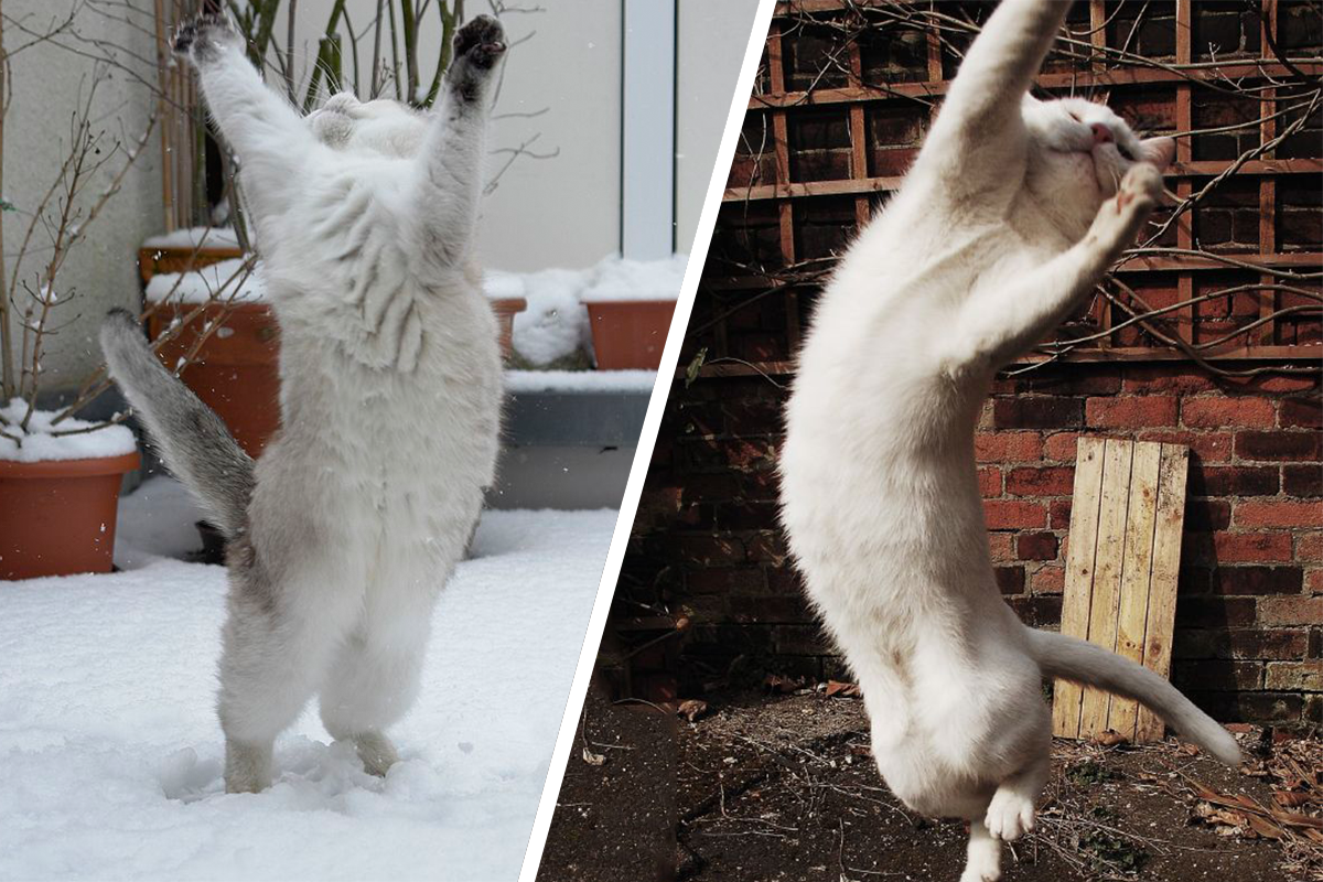 Mačky vo víre tanca. 20 roztomilých fotiek roztancovaných domácich miláčikov vás určite pobaví
