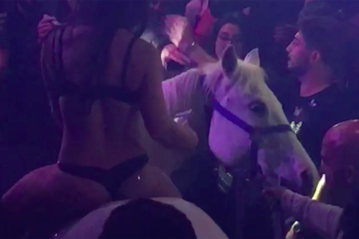 Niekto považoval za skvelý nápad priniesť koňa do preplneného nočného klubu